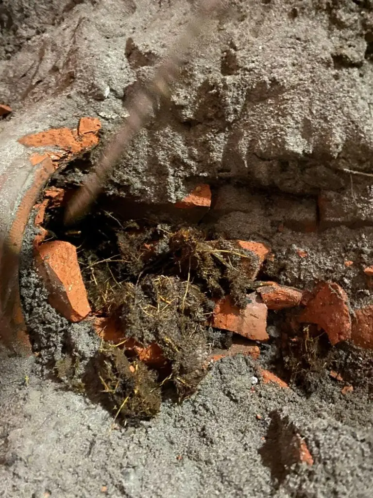Blocked drains caused by tree roots (2)