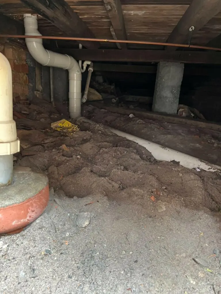 Blocked drains caused by tree roots (3)